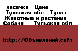 хасечка › Цена ­ 8 000 - Тульская обл., Тула г. Животные и растения » Собаки   . Тульская обл.